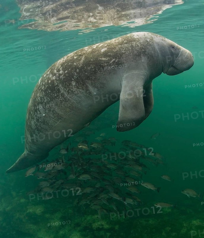 West Indian Manatee (Trichechus manatus)