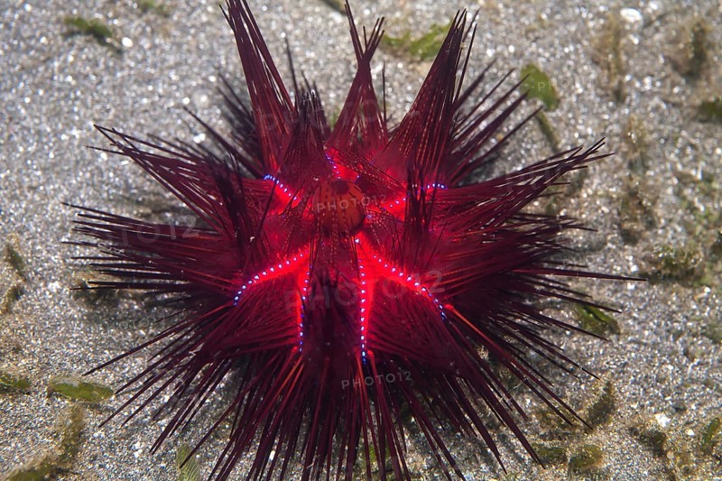 Red urchin (Astropyga radiata)