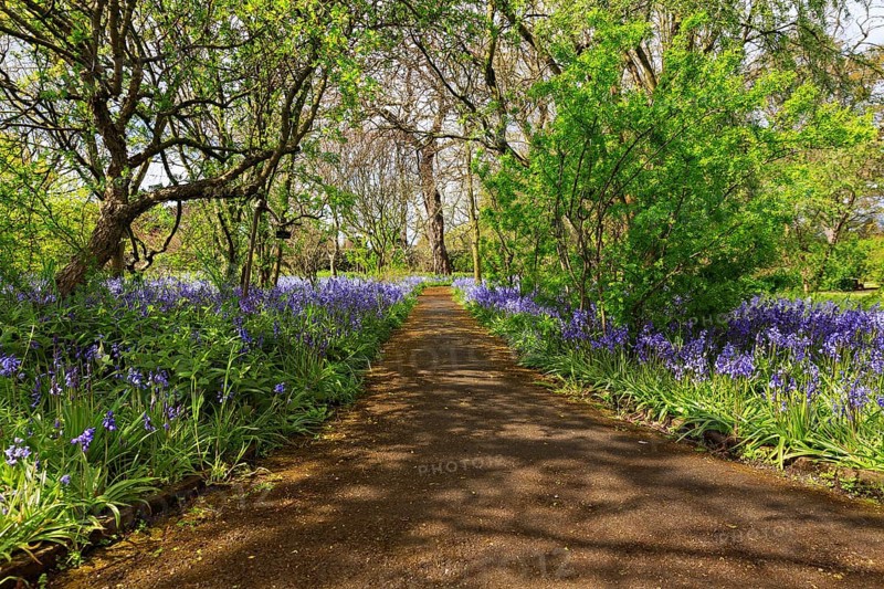 Bluebells (Hyacinthoides non-scripta) flowering along a footpath