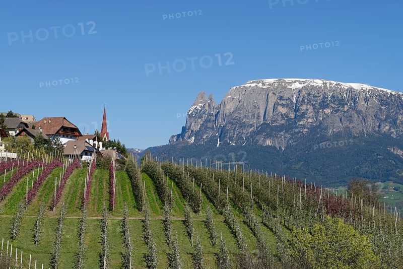 Orchard near Unterinn on the Ritten Renon with Schlern massif