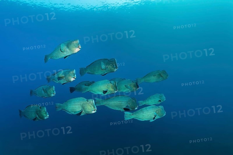 Swarm of Green humphead parrotfish (Bolbometopon muricatum) in blue water