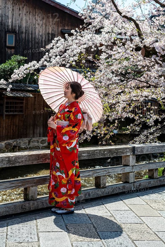 Japanese woman with kimono and Japanese parasol under cherry blossoms