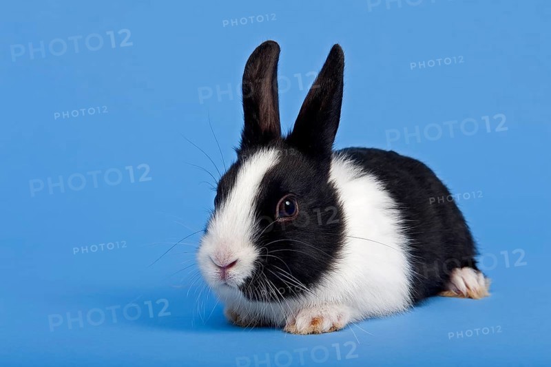 Dutch rabbit