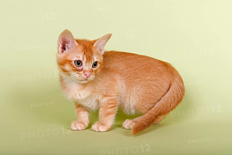 Burmilla cat