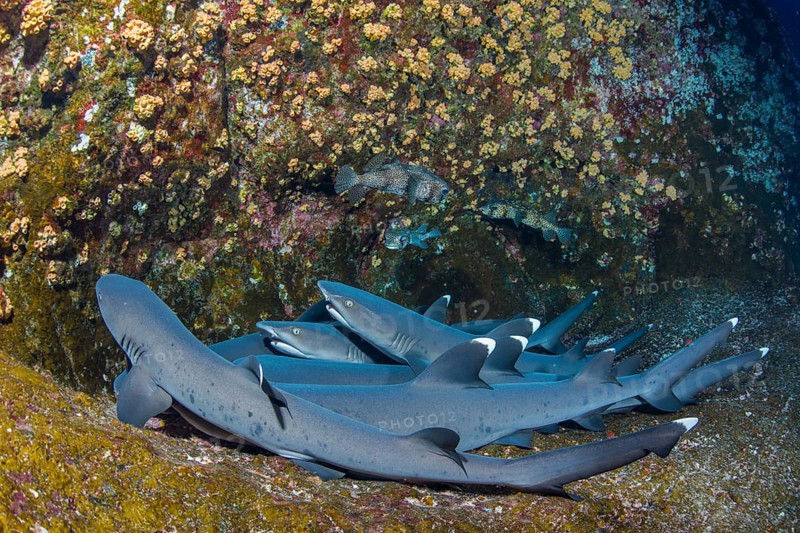 Whitetip Reef Sharks (Triaenodon obesus) at their resting place