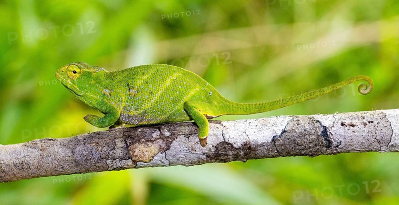 Canopy Chameleon (Furcifer willsii)