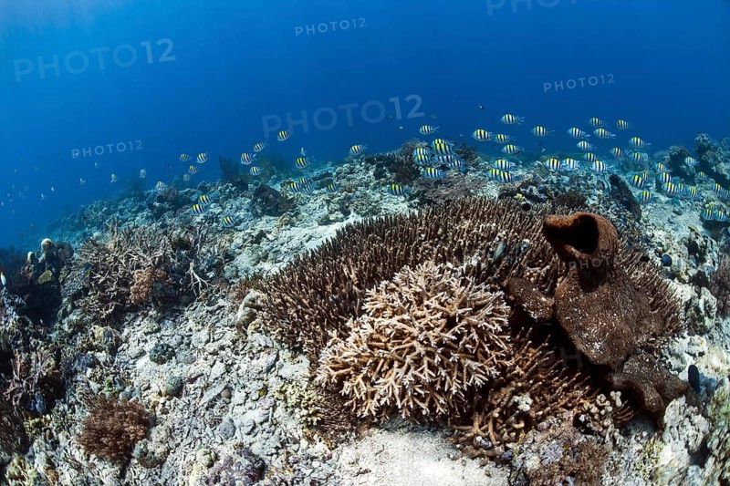 Scissortail Sergeant school (Abudefduf sexfasciatus) in the coral reef off Menjangan