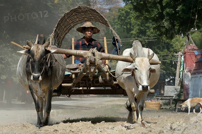Farmer with ox cart