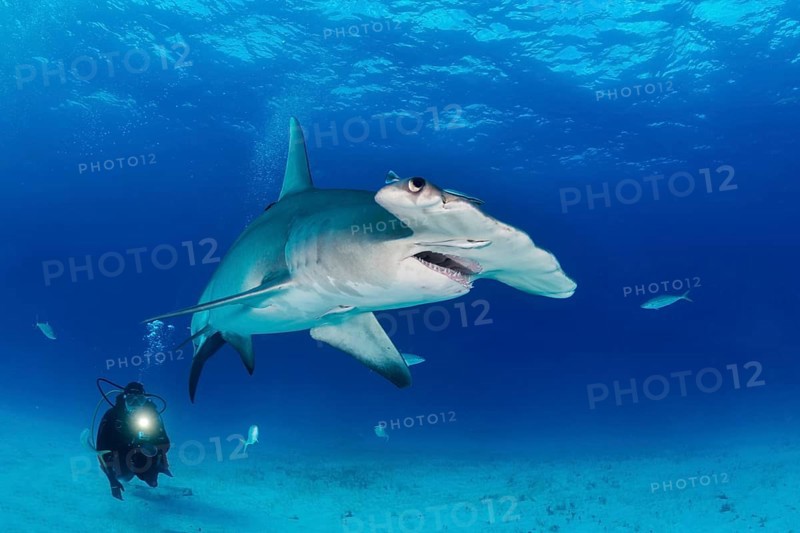 Great hammerhead shark and diver (Sphyrna mokarran)