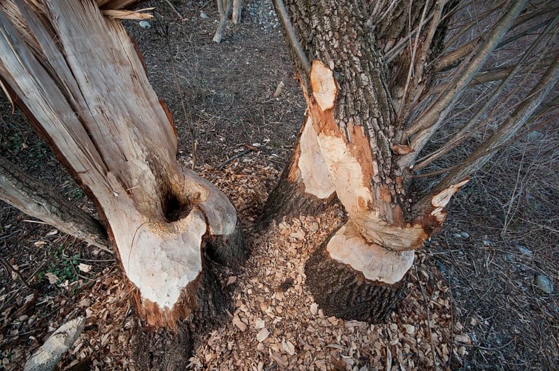 Tree trunks gnawed by beavers (Castor fiber)