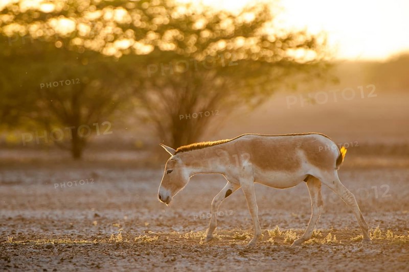 Onager or Asiatic wild ass (Equus hemionus)
