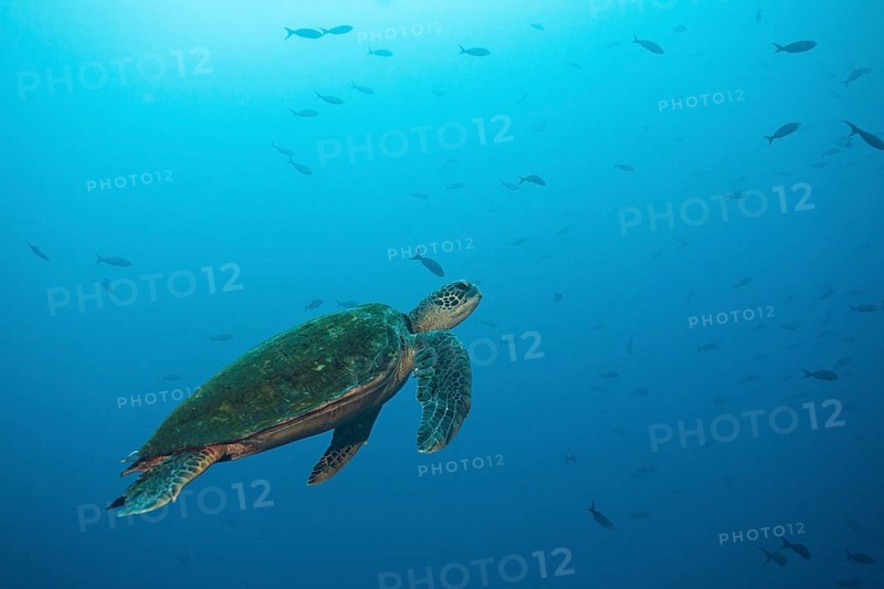 Green turtle (Chelonia mydas)