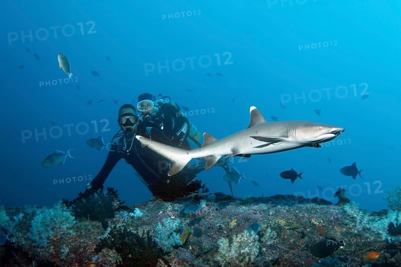 Divers watching white tip reef shark (Triaenodon obesus)