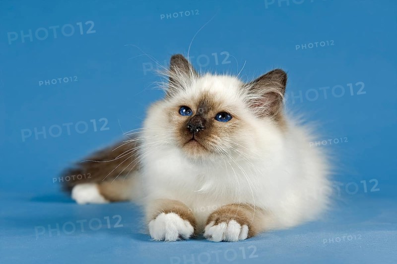 Birman Cat