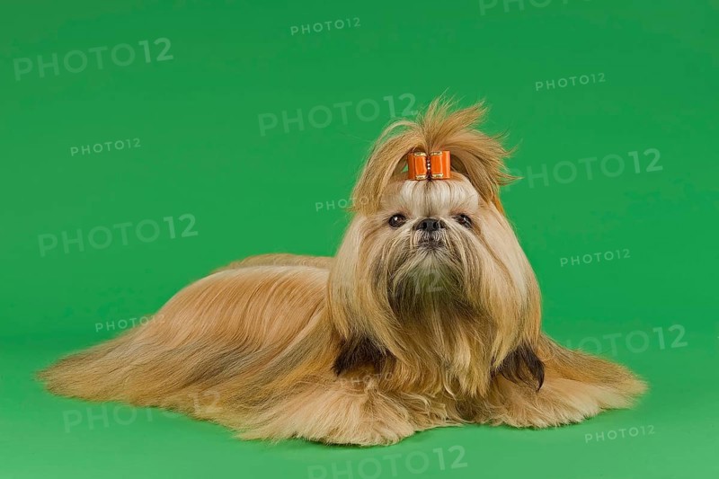 Shih Tzu