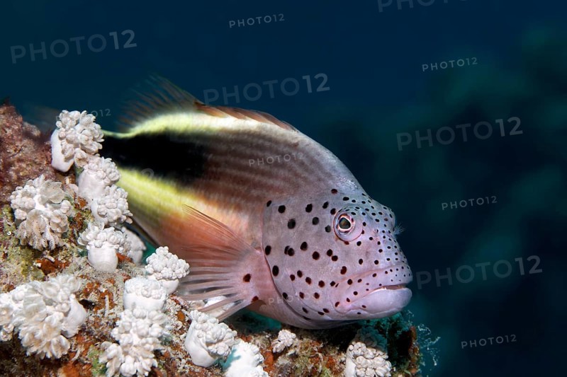 Black-sided hawkfish (Paracirrhites forsteri)