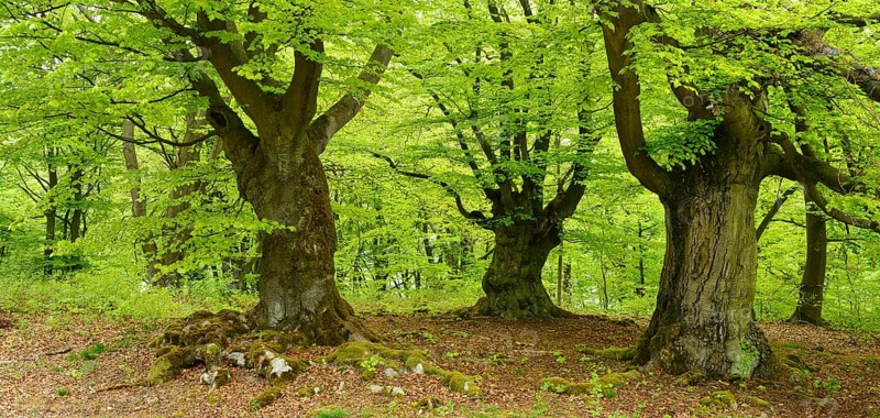 Gnarled old beech trees in a former wood pasture
