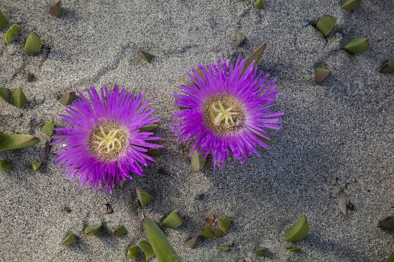 Hottentot-fig (Carpobrotus edulis)