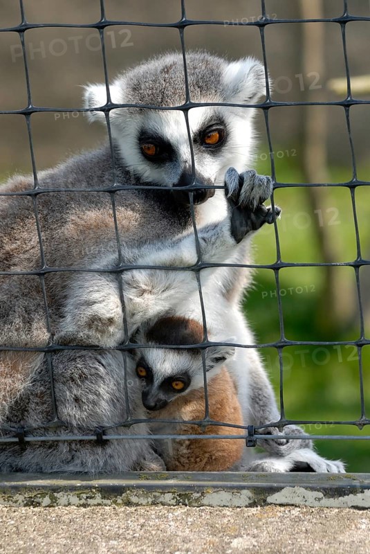 Ring-tailed Lemurs (Lemur catta)