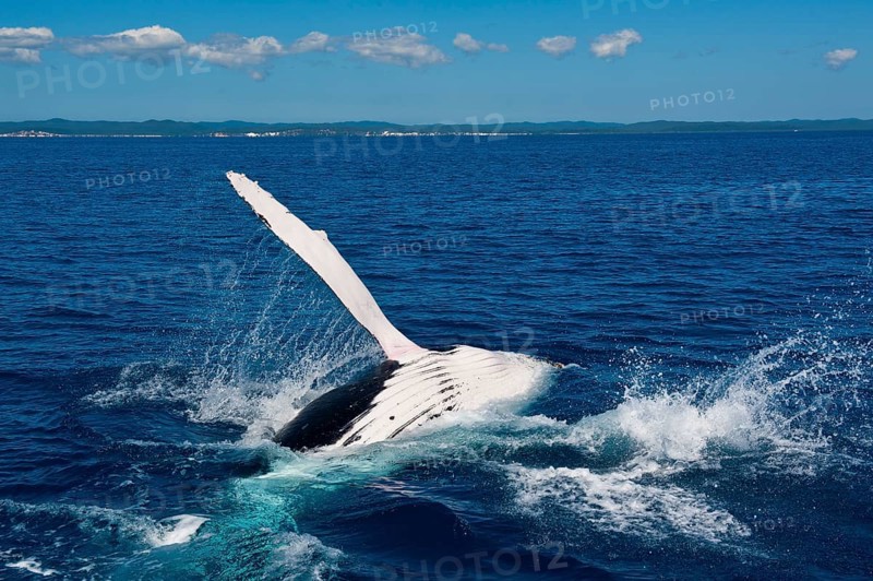 Humpback Whale (Megaptera novaeangliae)