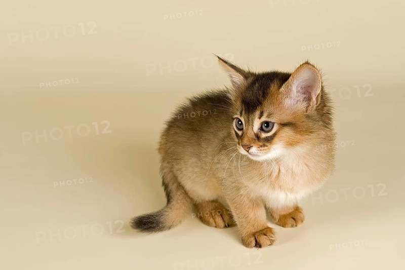 Somali kitten