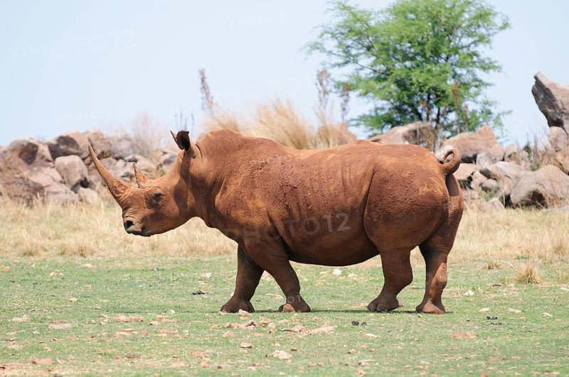 White Rhinoceros (Ceratotherium simum)