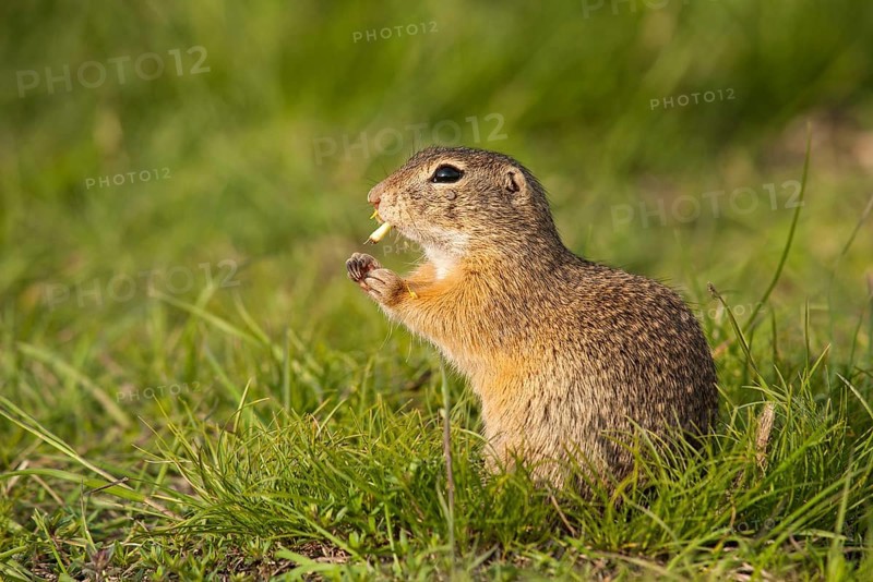 European Ground Squirrel or European Souslik (Spermophilus citellus)