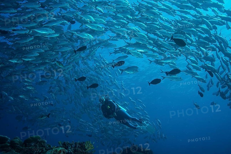 Female diver watching a school of Bigeye Trevallies (Caranx sexfasciatus)