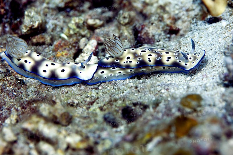 Leopard Nudibranch (Risbecia tryoni)