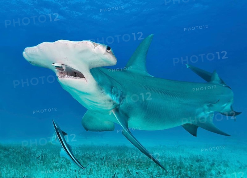 Great hammerhead shark (Sphyrna mokarran)
