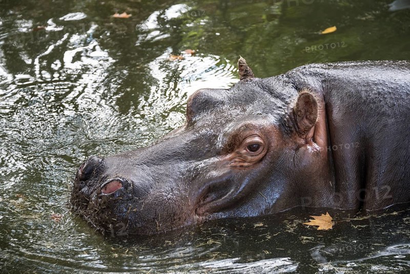 Hippopotamus (Hippopotamus amphibius) in the water