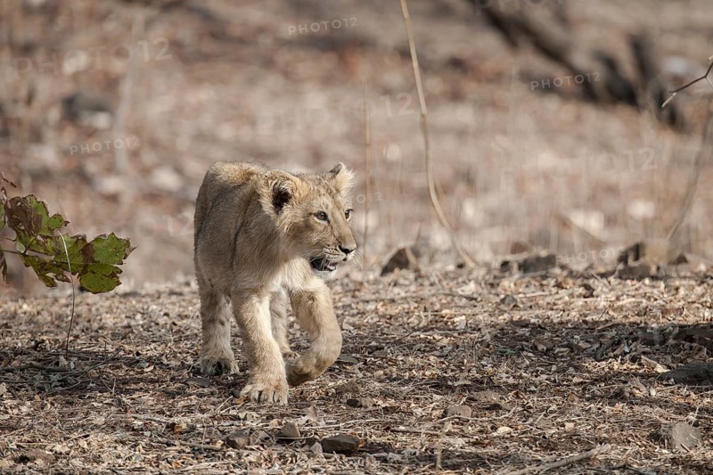 Asiatic lion (Panthera leo persica) cub