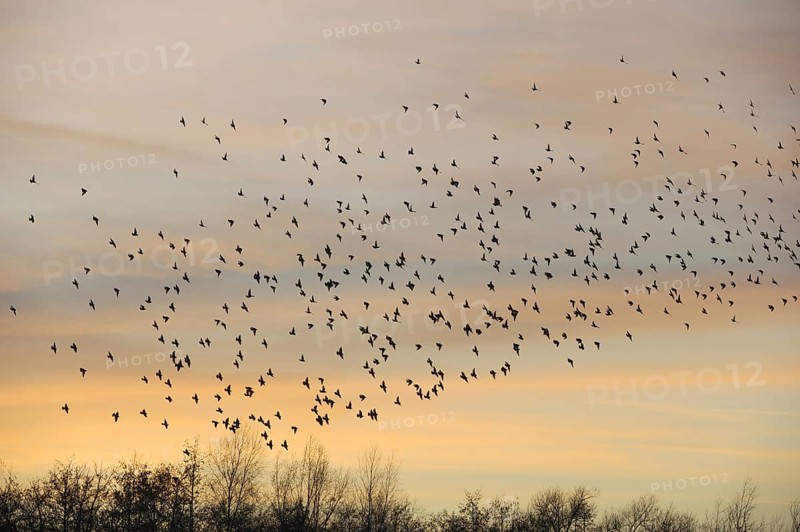 Common Starling (Sturnus vulgaris) flock