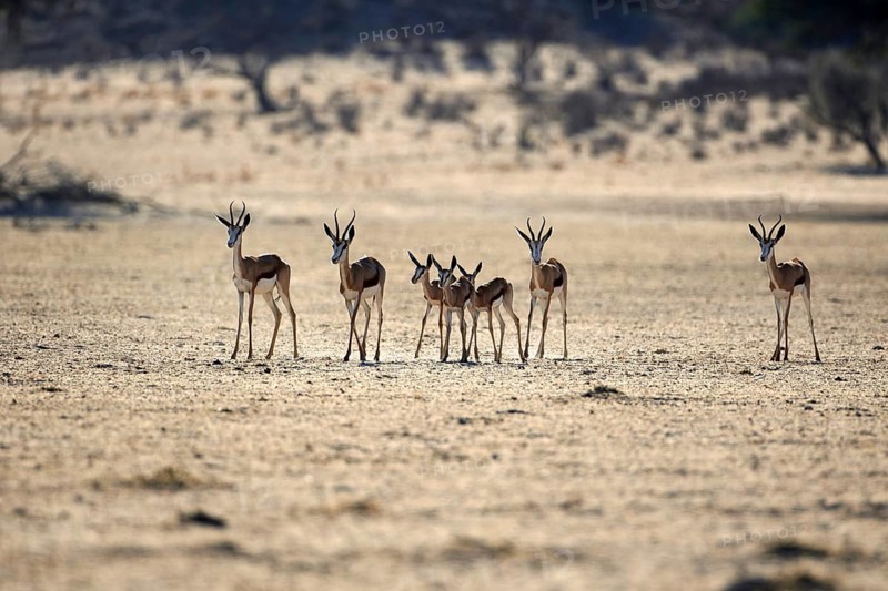 Springboks (Antidorcas marsupialis) adults and calves