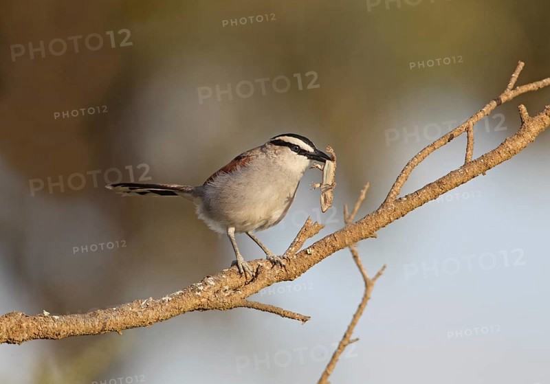Black-crowned Tchagra (Tchagra senegala) adult