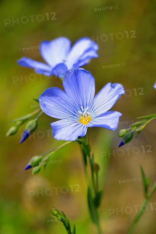 Alpine Flax (Linum alpinum)