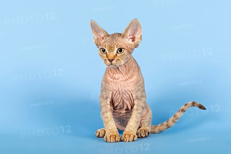Devon Rex