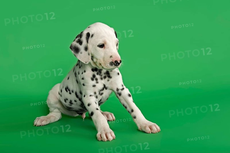 Dalmatian puppy