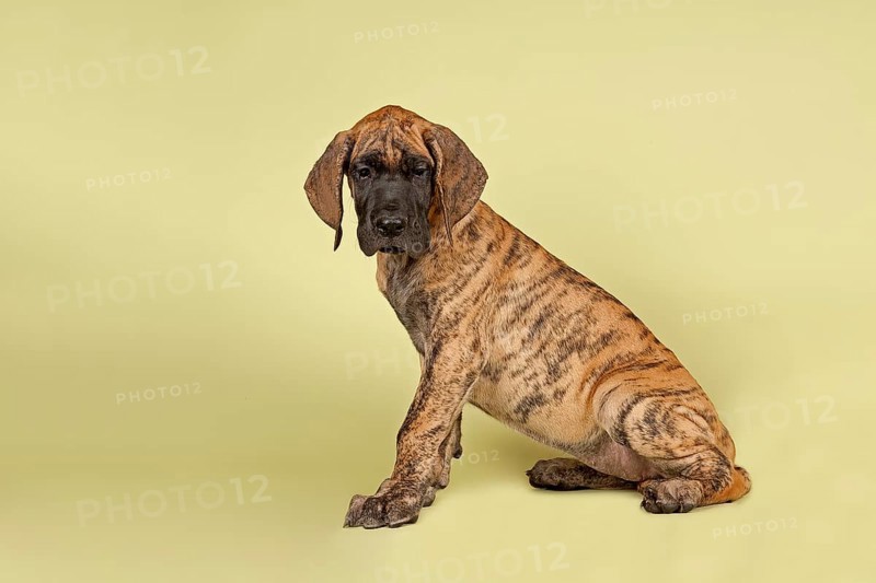 Great Dane
