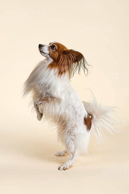 Papillon dog