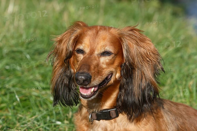 Long-haired dachshund