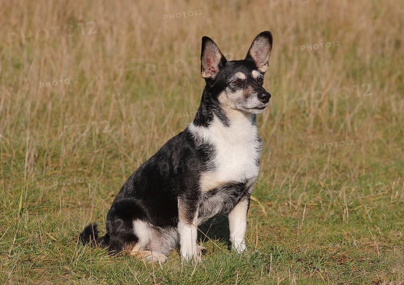 Jack Russell-Yorkshire