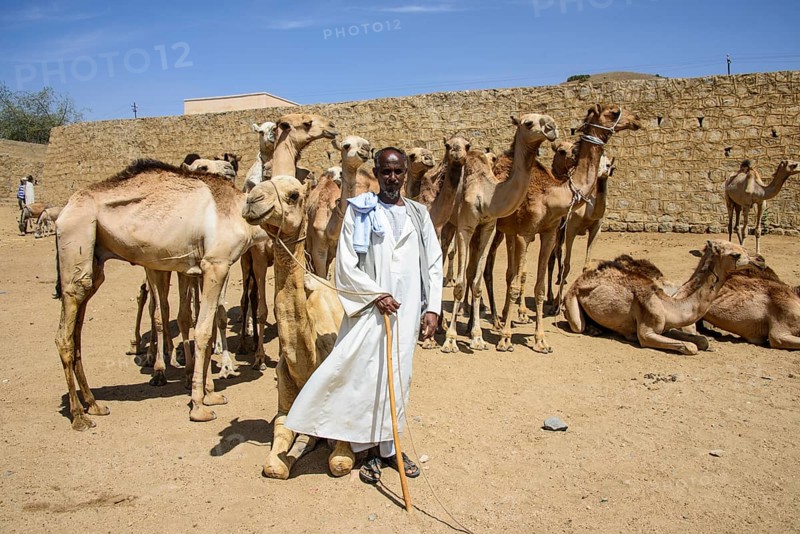 Man presenting his camels for sale on the camel market of Keren