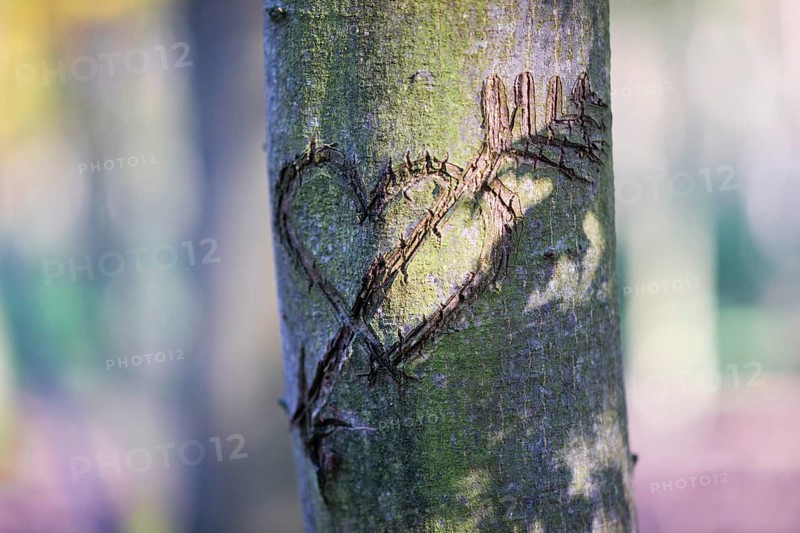 Heart carved into a tree