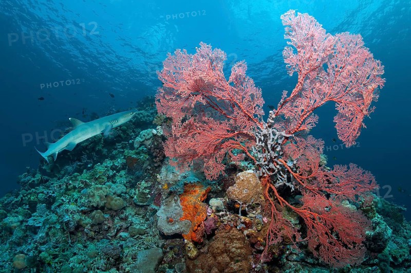 Whitetip reef shark (Triaenodon obesus) Knotted Fan Coral (Melithaea ochracea)