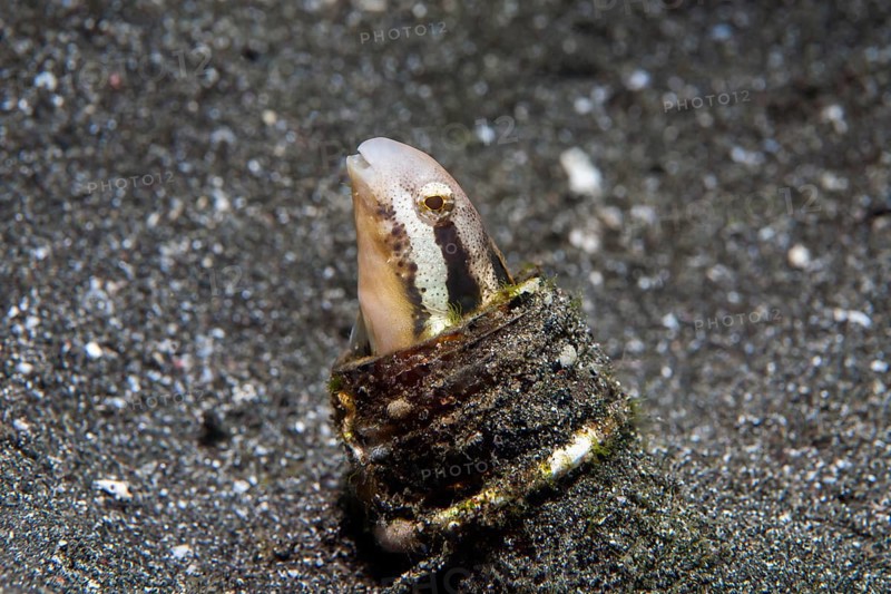 Striped poison-fang blenny mimic (Petroscirtes breviceps) peering out of a sunken glass bottle
