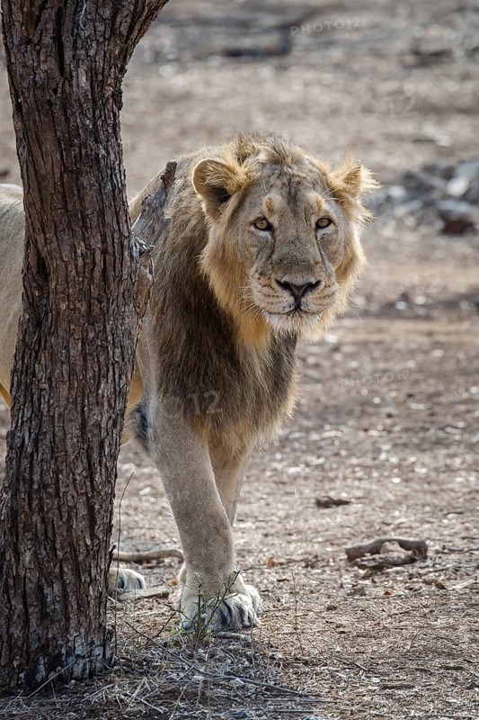 Asiatic lion (Panthera leo persica)
