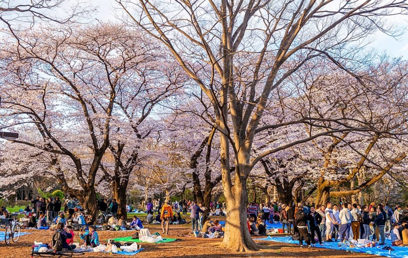 Japanese picnic under cherry blossoms in Yoyogi Park at Hanami Fest