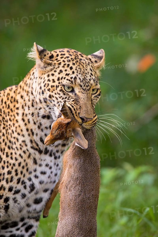 Leopard (Panthera pardus) with captured Kirk's Dik-dik (Madoqua kirkii)