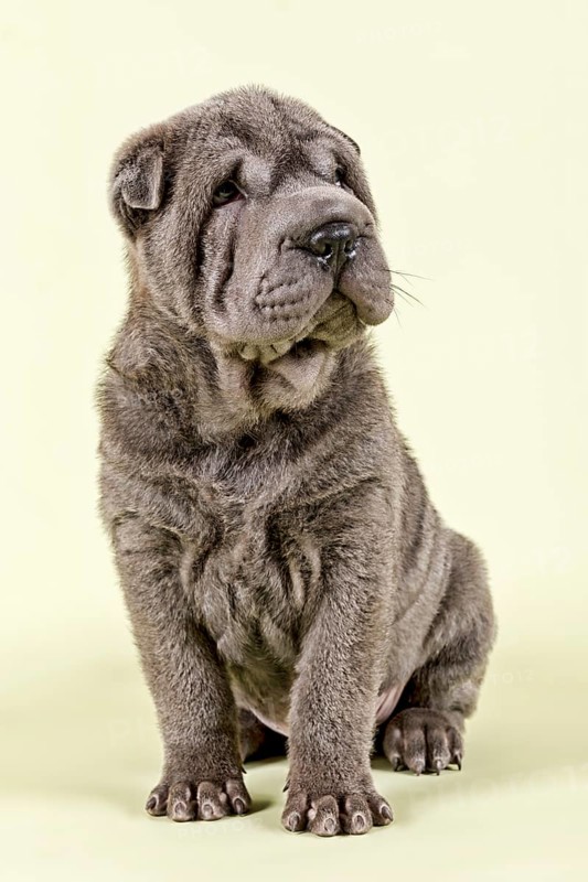Shar Pei puppy